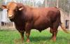 肉牛养殖基地全景肉牛养殖基地肉牛价格1