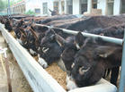 牛饲养的制作新法牛舍建设饲养育肥肉牛的肥