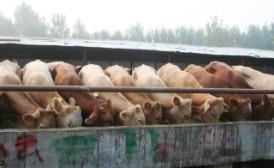 安徽 适合养殖哪种肉牛品种