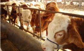 山东肉牛的最新价格肉牛圈养技术