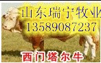 西门塔尔改良肉牛犊- 中国最大的养牛