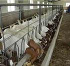 肉羊养殖种羊养殖技术来山东中信牧业养羊基地