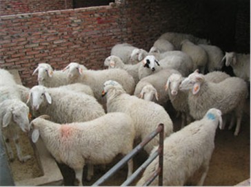 房山区小尾寒羊孕羊的喂养方法