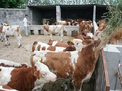酒糟养牛效益分析科学养牛知识肉牛养殖行情最大农源牧业