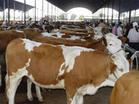 繁育基地肉牛犊价格肉牛犊养殖