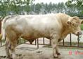 浙江肉牛犊300-500斤肉牛价格
