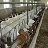 肉牛养殖技术肉牛养殖场中国肉牛网山东肉