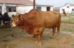 应肉牛牛犊种牛农牧肉牛养殖场