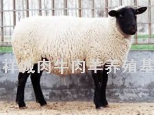 山东肉羊养殖