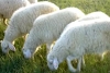 山东济宁肉羊养殖技术肉羊价格