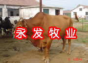 333波尔山羊价格牛羊养殖技术西门塔尔鲁西黄牛