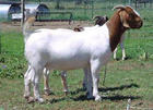 养殖业 小尾寒羊哺育期的饲养与管理