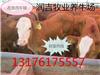 大连鲁西黄牛现在多少钱一斤