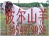 北京哪里出售德州肉驴