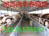 北京鲁西黄牛现在多少钱一斤