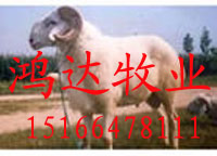 肉羊生产 中国肉羊网 肉羊品种 肉羊价格