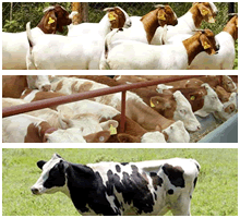 最新养牛技术 肉牛养殖技术 肉羊养殖技术 肉驴养殖技术 农信牧业提供
