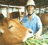 如何养牛肉牛养殖 养牛关键技术