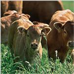 鲁西黄牛肉牛犊适合哪里养殖