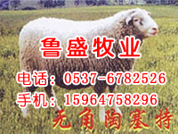 小尾寒羊的价格小尾寒羊养殖小尾 寒羊价格小尾寒羊种羊价格购买