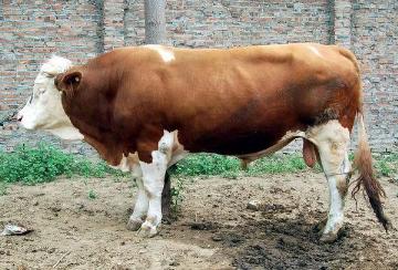 优质品种牛 肉牛犊黄牛-今年养牛效益-养羊的利润