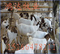 佳木斯市畜牧信息网 魏都区畜牧业信息网 中国农副网 仪征农业信息网