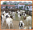 怎样建牛舍怎样建羊舍品种最好的牛羊西门塔尔的价格西门塔尔的养殖
