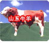 如何养西门塔尔牛小尾寒羊肉牛-肉牛怎样养殖