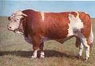 育肥牛养殖技术 牛的市场价肉牛养牛技术