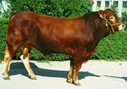 养牛知识技术-肉牛养殖前景 最新养牛行业