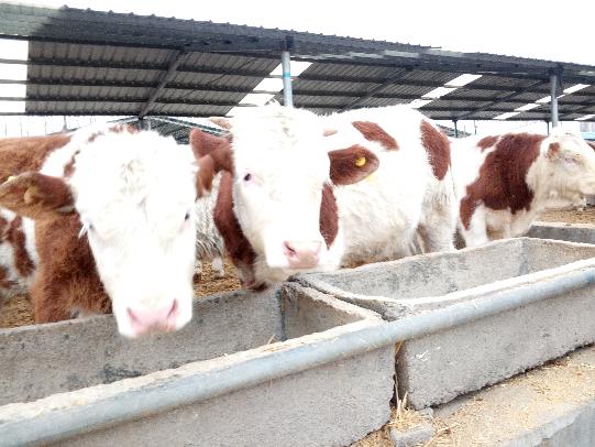 西门塔尔牛犊价格及养殖技术