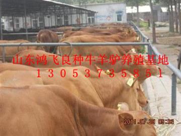 洛阳肉牛犊价格及肉牛行情