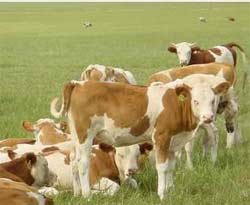最新肉牛养殖信息最好的肉牛品种西门塔尔牛