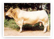 肉牛犊肉牛价格西门塔尔肉牛育肥