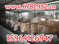 山东大众肉牛肉羊养殖肉牛养殖-肉牛价格