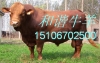 中国牛羊网-波尔山羊价格肉牛西门塔尔牛鲁西黄牛小尾寒羊