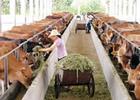 福建肉牛养殖学习养牛技养牛效益