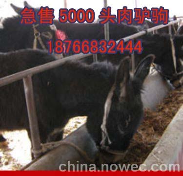 湖南郴州肉驴养殖基地HHH