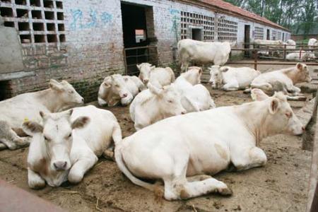 育肥小公牛肉牛犊鲁西黄牛西门塔肉牛肉羊养殖基地 北方肉牛养殖技术