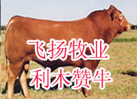 黑龙江肉牛养殖基地 肉牛养殖 肉牛厂房建设