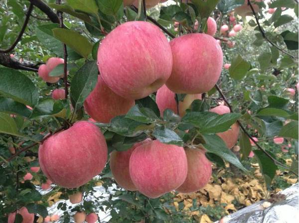 山东红富士苹果价格红富士苹果近日降价了