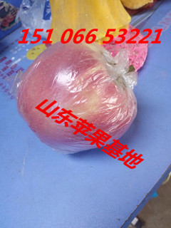 红富士苹果场地出售山东临沂红富士苹果批发价格在哪里便宜