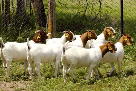 哈尔滨肉牛养殖 广东波尔山羊养殖场肉羊肉牛养殖