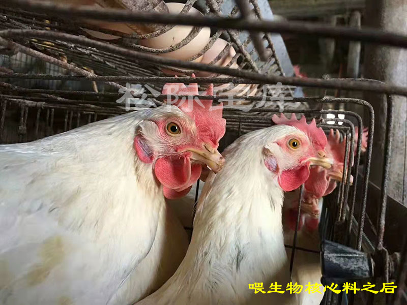 湖南益阳沅江市罗浮镇祖国辉鸡场喂生物核心料前后对比