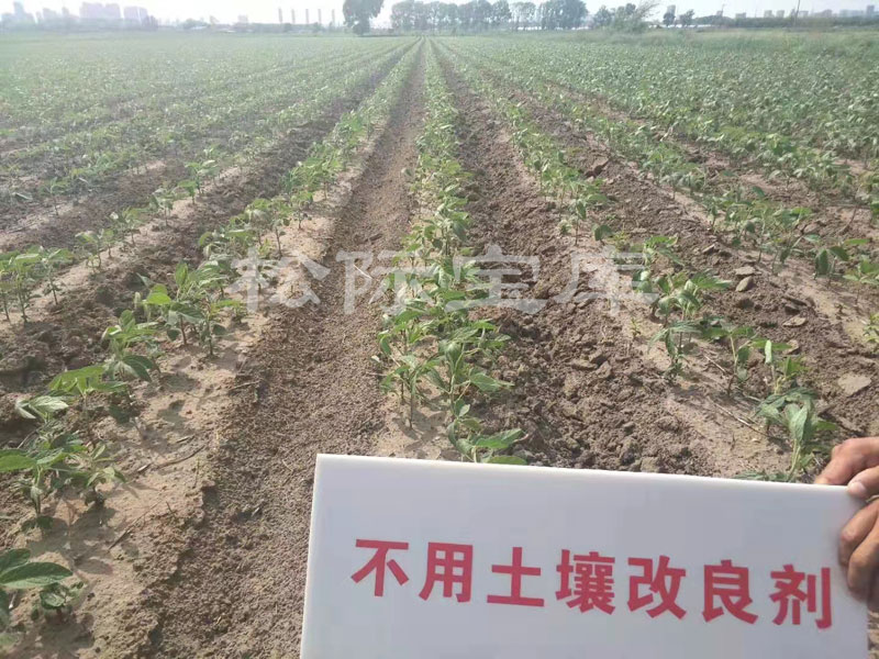 黑龙江齐齐哈尔市高家院子村大豆种植效果对比