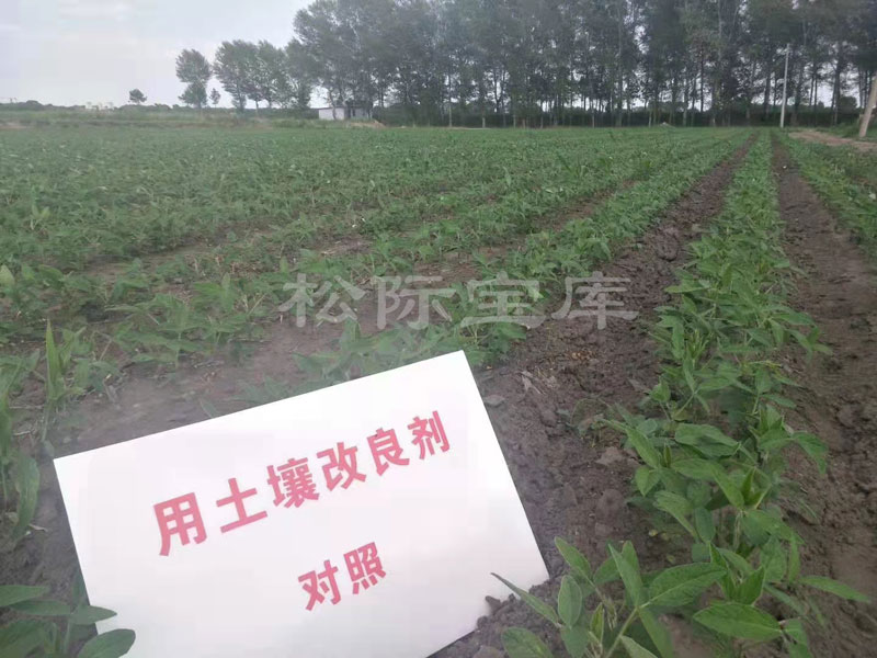 黑龙江齐齐哈尔市高家院子村大豆种植效果对比