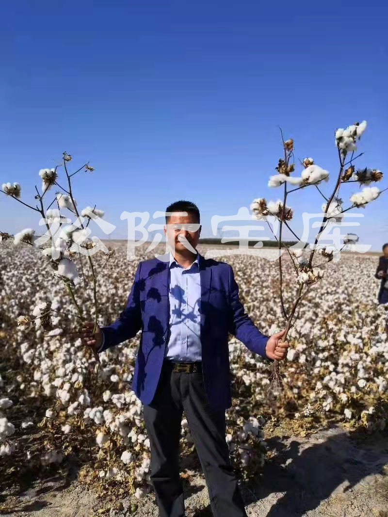 新疆石河子地区棉花使用土壤改良剂效果对比实验