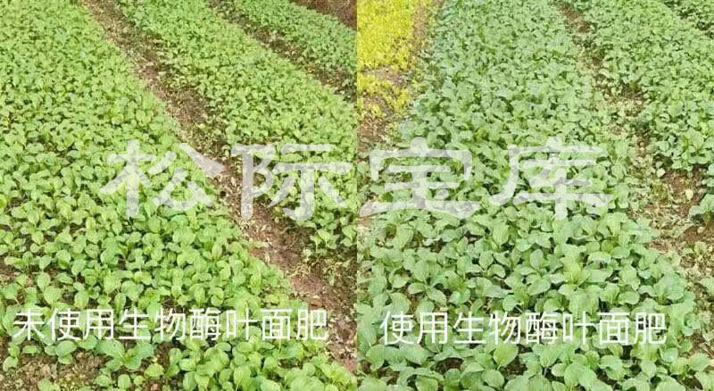 湖南益阳沅江市罗浮镇蔬菜基地使用生物酶叶面肥效果对比