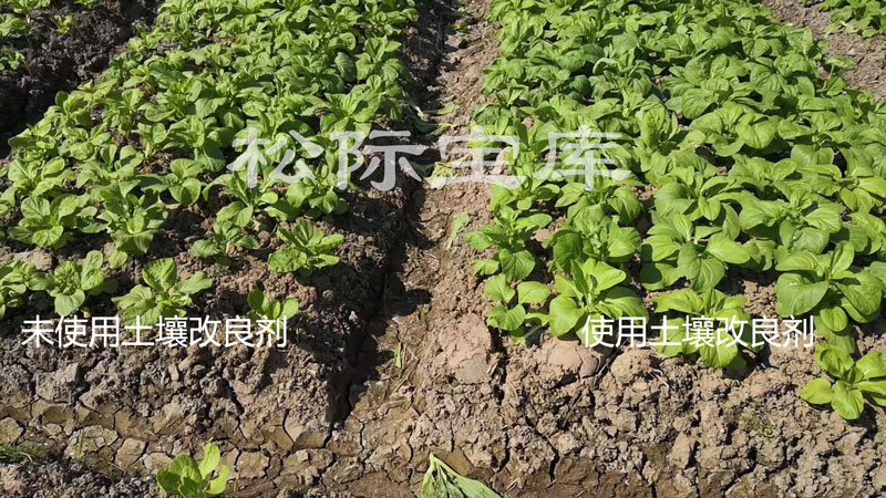 天津武清县下伍旗乡刘文革种植的油菜使用土壤改良剂对比效果