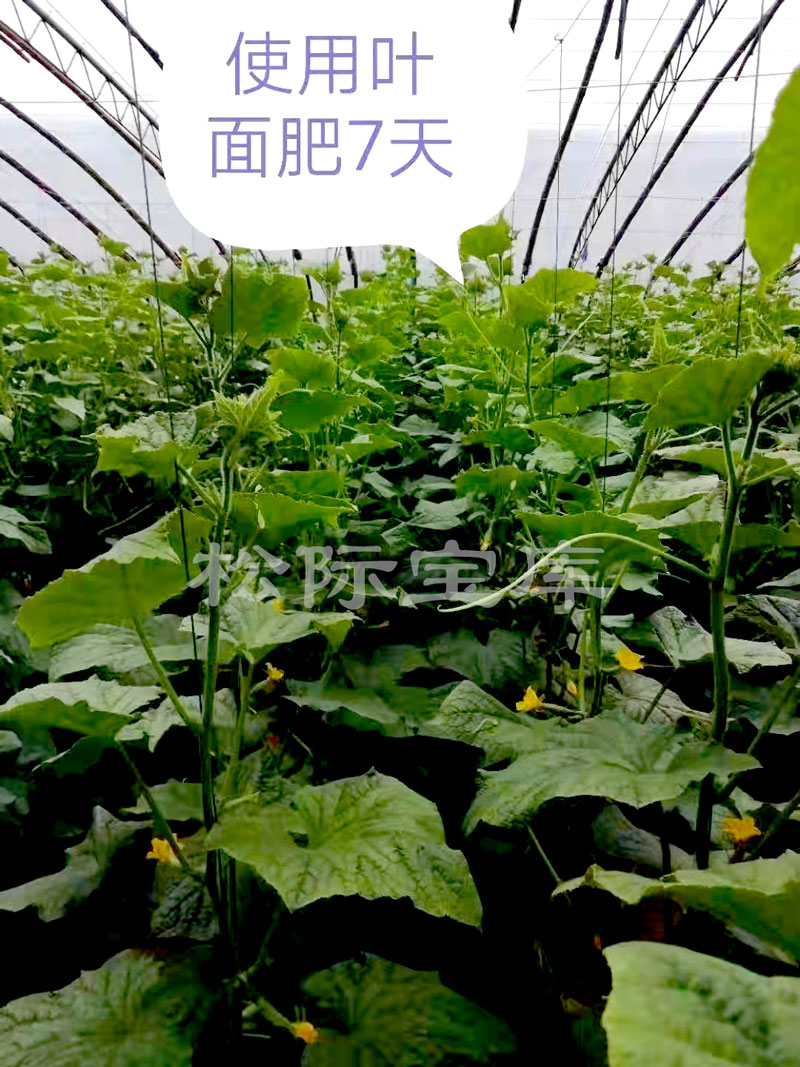 河北馆陶县黄瓜小镇吴浩敏在大棚黄瓜种植上使用土壤改良剂的对比